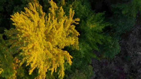 Flying over the coniferous tree tops producing fresh breathable oxygen in the Stock Footage 159609100