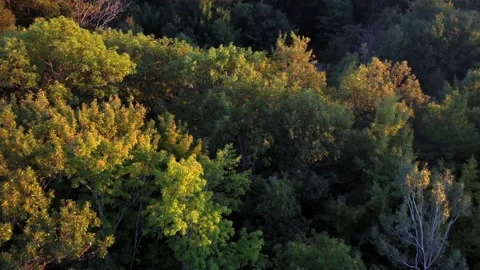 Flying over the coniferous tree tops producing fresh breathable oxygen in the Stock-Footage 159609355