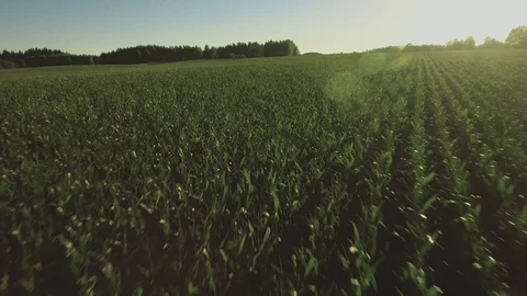 Flying over Corn Agricultural Field at Bright Summer Day. Stock Footage 71626596