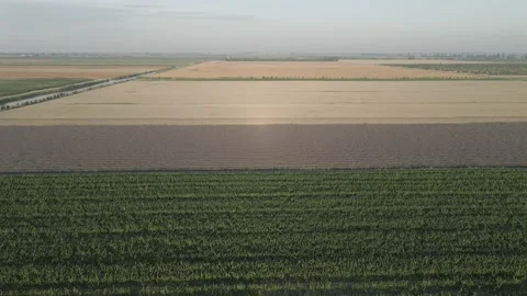 Flying Over Corn And Lavender Fields At Sunrise Video stock 134437830