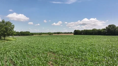 Flying over a corn crop field in a small town reveals a big pasture with trees a Stock Footage 312246455