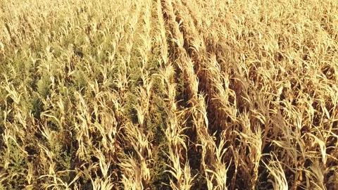 Flying over corn field 2 Stock Footage 248601437
