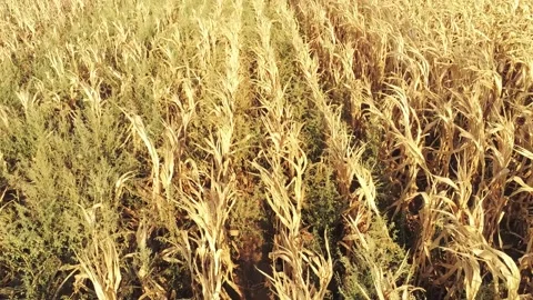 Flying over corn field 3 Stock Footage 248601698