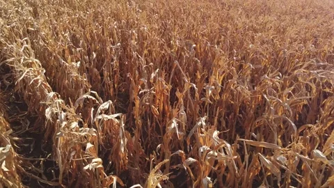 Flying over corn field 4 Stock Footage 248601707