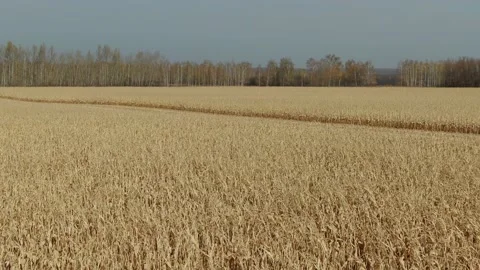 Flying Over The Corn Field. Aerial Drone Shot Stock Footage 158220069