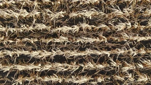 Flying Over The Corn Field. Aerial Drone Shot Stock Footage 158224532