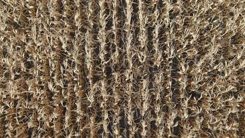 Flying Over The Corn Field. Aerial Drone Shot Stock Footage 158237120