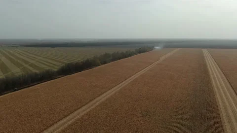 Flying Over The Corn Field. Aerial Drone Shot Stock Footage 158240146
