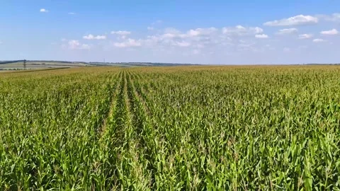 Flying over corn field and a blue sky with white clouds. Stock Footage 326861075