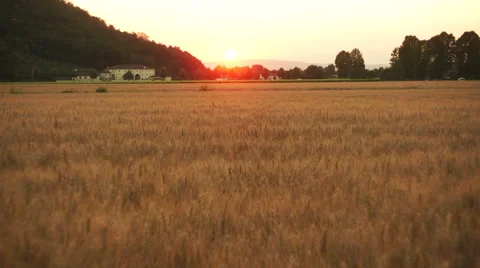 Flying over corn field during sunset Stock Footage 47390012