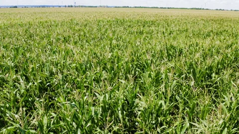 Flying over a corn field Fast forward movement Stock Footage 201153005