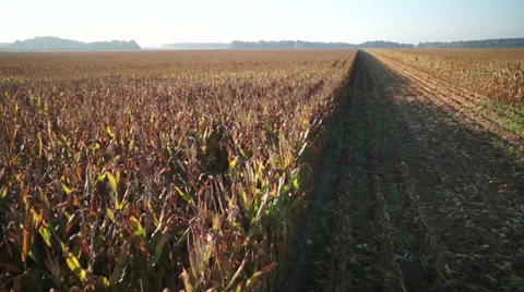 Flying over a corn field Stock Footage 29228932