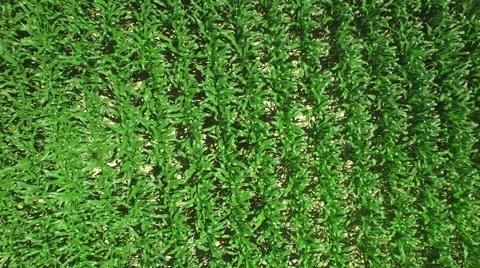 Flying over a corn field Stock Footage 65331838