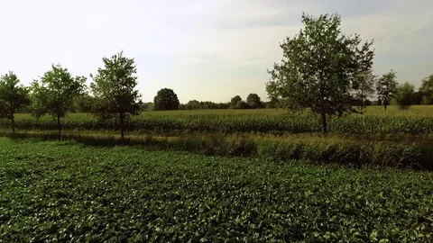 Flying over a corn field Stock Footage 70045130