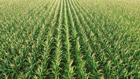 Flying over a corn field 库存影片 84339476