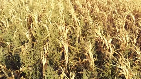 Flying over corn field Stock Footage 248601822