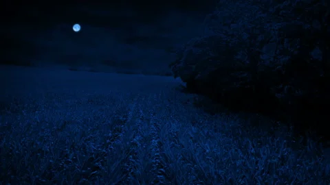 Flying Over Corn Field At Night Stock Footage 233728982