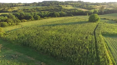 Flying over a corn field in summer Stock Footage 138015231