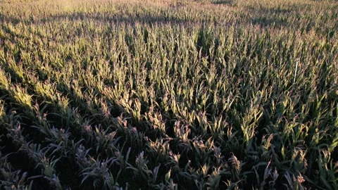 Flying over a corn field at sunset the concept of agriculture and harvest Stock-Footage 326701618