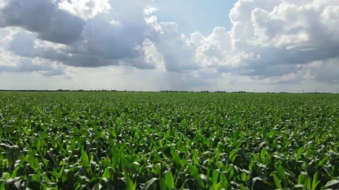 Flying over the corn fields, beautiful clouds in the sky Video stock 133507175