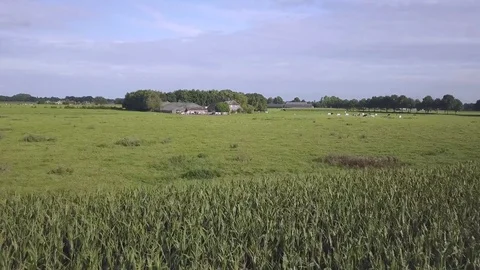 Flying over Corn Fields, to Dutch Farm Stock Footage