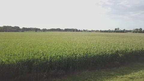 Flying over Corn Fields. Video stock 78763704