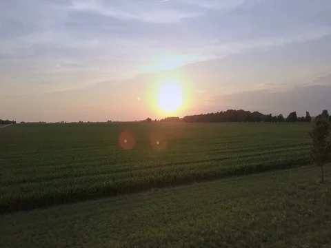 Flying over the corn fields towards the sun Video stock 77656861