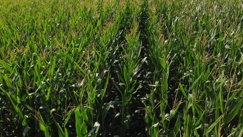 Flying over a corn filed in spring Vidéo 247332074