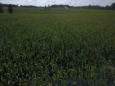 Flying over corn on windy day Stock Footage 78156314