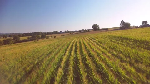 Flying over a cornfield with a bird 스톡 동영상 204127358