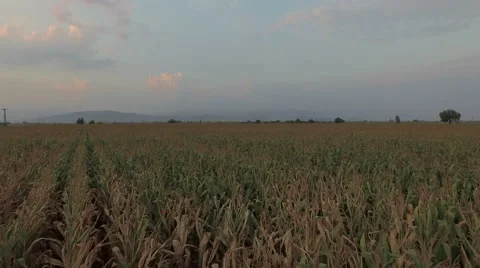 Flying over Cornfield 스톡 동영상 61114774