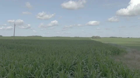 Flying over a cornfield Stock Footage 141743486
