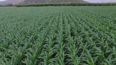 Flying over Cornfield garden Stock Footage 53280244