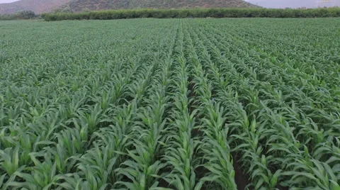 Flying over Cornfield garden Stock Footage 61114747