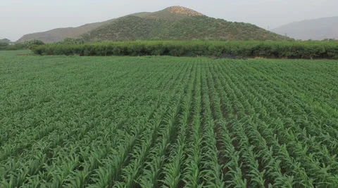 Flying over Cornfield garden Видео 61114979