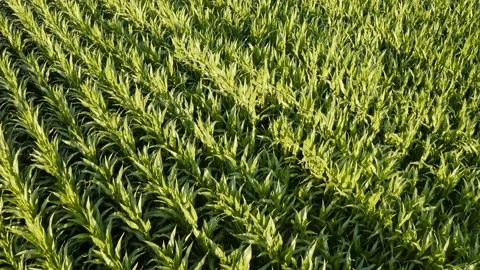 Flying over cornfield seeded in straight rows, green corn plants in farmland Video stock 122458455