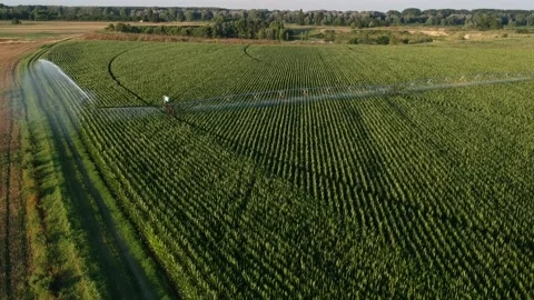 Flying over a cornfield while being watered Stock Footage 134007596