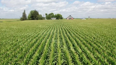 Flying over cornfields towards a farm house Stock Footage 114333562