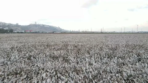 Flying over Cotton Fields near Haifa, Israel. Aerial View Stock Footage 162138341