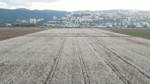 Flying over Cotton Fields near Haifa, Israel. Aerial View Stock Footage 162138346