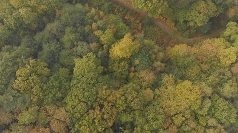 Flying over a country lane in the autumn forest Stock Footage