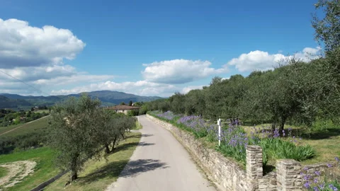 Flying over a country road lined with beautiful blooming irises and olive trees. Stock-Footage 333305529