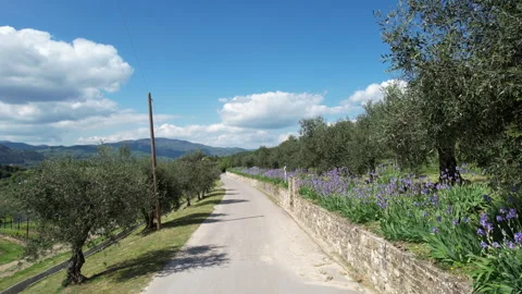 Flying over a country road lined with beautiful blooming irises and olive trees. Stock-Footage 333306129