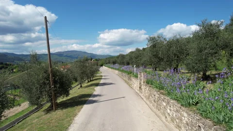 Flying over a country road lined with beautiful blooming irises and olive trees. Stock-Footage 333306153