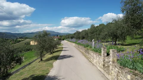 Flying over a country road lined with beautiful blooming irises and olive trees. Stock-Footage 333306720