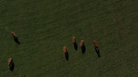 Flying over cows eating Video stock 144828183