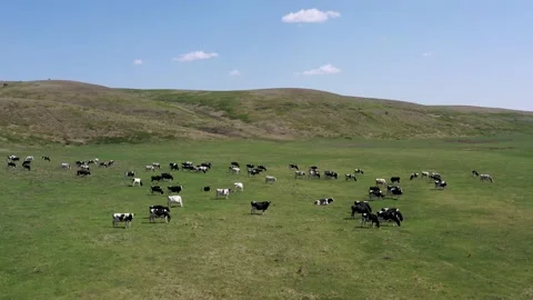 Flying over cows eating grass on pasture 스톡 동영상 146090885