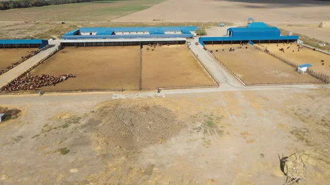 Flying over the cows on the farm Video stock 153023771