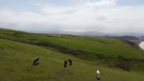 Flying over cows on green fields playa de Gerra, Cantabria, Spain 4K Video stock 155592007