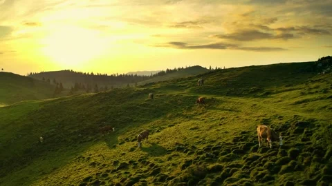 Flying Over Cow's Herd Grazing on Beautiful Green Pasture on Top of the Hill. Stock Footage